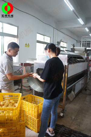 連續(xù)式土豆去皮機(jī)針對客戶帶來的大批土豆現(xiàn)場進(jìn)行加工處理測試！